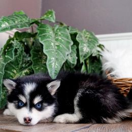 Pomsky Puppies from Arctic Star Pomskies