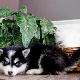 Pomsky Puppies from Arctic Star Pomskies