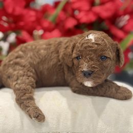 Lyric - Red male Cavapoo puppy in Apple Valley, California from Fletcher Fuzzy Friends