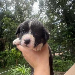 Iris - Brindle and white female Cardigan Welsh Corgi puppy in Wekiwa Springs, Florida from It is Corgiland