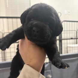 Orange black male 1 - Black male Labrador Retriever puppy in Menifee, California from The Golden Leash Kennels