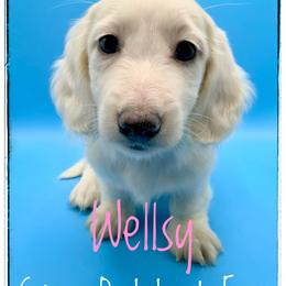 Wellsy - Cream female Dachshund puppy in Cincinnati, Ohio from Caines Dachshund Farm