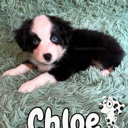Chloe - Black tri female Miniature American Shepherd puppy in Millington, Tennessee from Goading Glee Glade