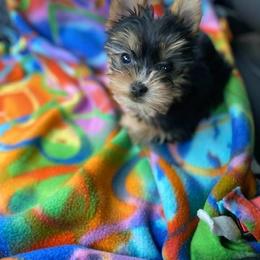 Yorkshire Terrier Puppies from Coffeycup Yorkies