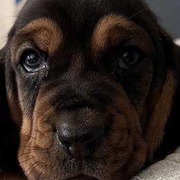 Basset Hounds from Olveras Hound of Ohio