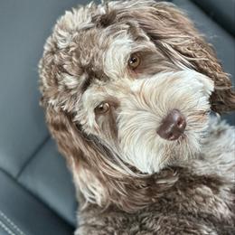 Marbel - Australian Labradoodle