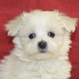 Aussiedoodles, Maltese, Maltipoos, Morkies, Yorkipoos, and Yorkshire Terriers from X-F Kennels