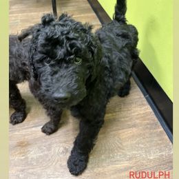 Poodle Puppies from Sarah’s Standards