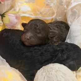 Rowan - Brown male Poodle puppy in Poplarville, Mississippi from Southern Belle Poodles