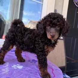 Topaz - Phantom male Poodle puppy in Lathrop, California from Stellar Poodles