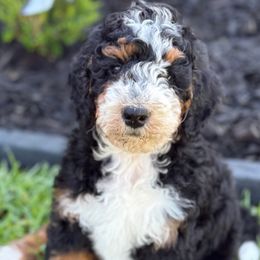 Nova - Tri-color Bernedoodle puppy in Tomball, Texas from Ruthy's Bernedoodles