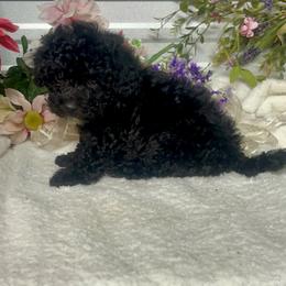 Piper - Black female Poodle puppy in Elgin, South Carolina from Silver Bells Paw Prints