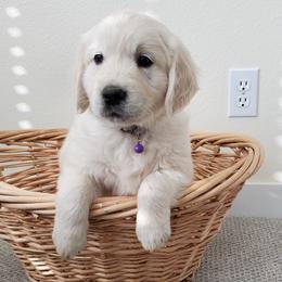 Golden Retriever Puppies from Eagle River Golden Retriever Farm