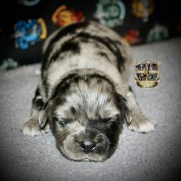 Australian Shepherd Puppies from HP Aussie Kennels