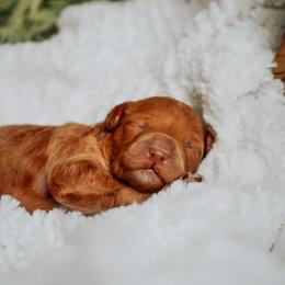 Alvin - Red and white male Cockapoo puppy in Dixon, Montana from Super Z Kennels