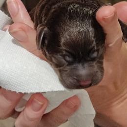 Girl 2 - female Labrador Retriever puppy in Huntsville, Alabama from Creek's Edge Labradors