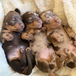 Long hair Chocolate Dapple girl - Dapple female Dachshund puppy in Woodward, Oklahoma from Oklahoma AKC Miniature Dachshunds