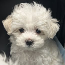 Burger - White male Maltese puppy in Miami, Florida from Cheery Pups