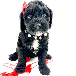 Tenley 🐶🐾🤍 - Cockapoo puppy from Parti Puppies