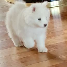 Samoyed Puppies from Falling cedar farm samoyeds