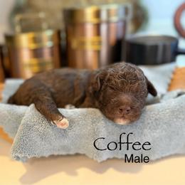 Coffee - Brown male Bernedoodle puppy in Rome, Georgia from Victoria’s Designer Doodles