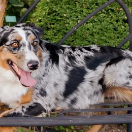 Whinnie - Australian Shepherd