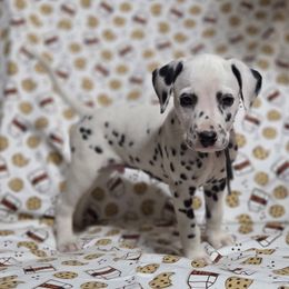 Long John Donut- Black - White and black male Dalmatian puppy in Claremore, Oklahoma from Lotsofdots Dalmatians