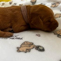 Queen - Yellow female Labrador Retriever puppy in Melrose, New Mexico from ECMO Farm Dalmatians & Labrador Retrievers