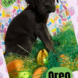 Oreo - Black female Great Dane puppy in Wellsville, New York from Prophecy Danes