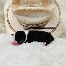 'Cass' - Black tri-color female Australian Shepherd puppy in Durand, Wisconsin from Larson’s Legacy Aussome Aussie Kennels