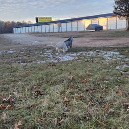 Siberian Husky Puppies from Spirit of the Moon Siberians