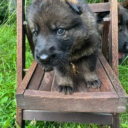 Yellow collar - Sable female German Shepherd puppy in Westport, Massachusetts from Lori's German Shepherds