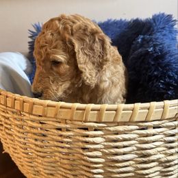 Pumpkin - Apricot male Poodle puppy in Jesup, Georgia from Altamaha Mud Poodles LLC.