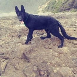 German Shepherds from Enchanted River Shepherd's