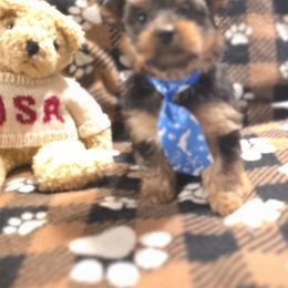 Boy 1 - Blue and gold male Yorkshire Terrier puppy in Colton, Oregon from Yorkies & More R US