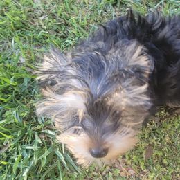 Yorkshire Terriers from Brown's Yorkies