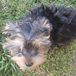 Yorkshire Terriers from Brown's Yorkies