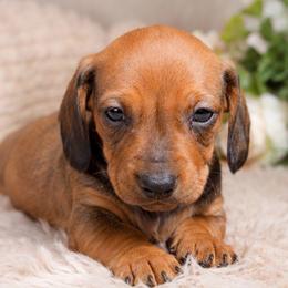 Ruby - Red female Dachshund puppy in Desloge, Missouri from Snows Doxies