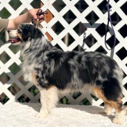 Sapphire - Miniature American Shepherd