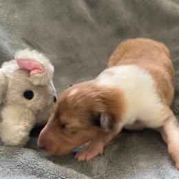 Vera - Sable merle and white female Collie puppy in Yulee, Florida from Three Collie Farm