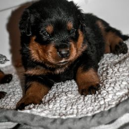 Rottweiler Puppies from Titanenheim Rottweilers