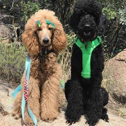 Poodle Puppies from Semper Poodelis