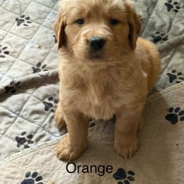 Orange collar - Dark golden female Golden Retriever puppy in Indianapolis, Indiana from ZuGolden Retrievers & Doodles