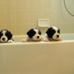Border Collie Puppies from Top Notch Border Collies
