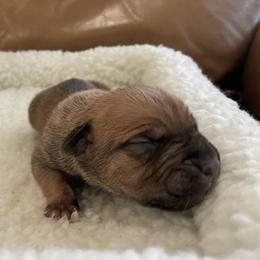 Buford - Fawn male Cane Corso puppy in San Isidro, Texas from MTZCC Ranch, LLC