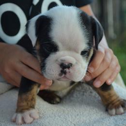 Finley - Black tri-color female Bulldog puppy in Clarinda, Iowa from Stimson Bulldogs
