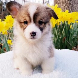 American Corgi and Pembroke Welsh Corgi Puppies from Whimsical Treasure Corgis