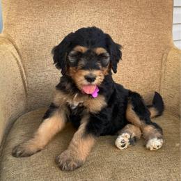 Purple collar female - Phantom female Bernedoodle puppy in Scottsboro, Alabama from Dixie Land Doodles