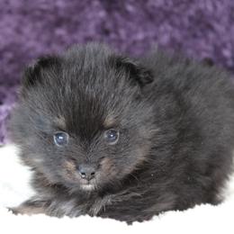 AKC Roxie - Black and tan female Pomeranian puppy in Albany, Indiana from Hatz Off Puppies