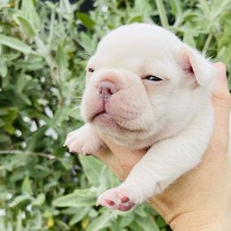 Cannoli - French Bulldog puppy in Petaluma, California from Luma Frenchies